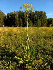 Senecio doria