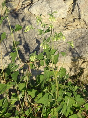 Brickellia grandiflora