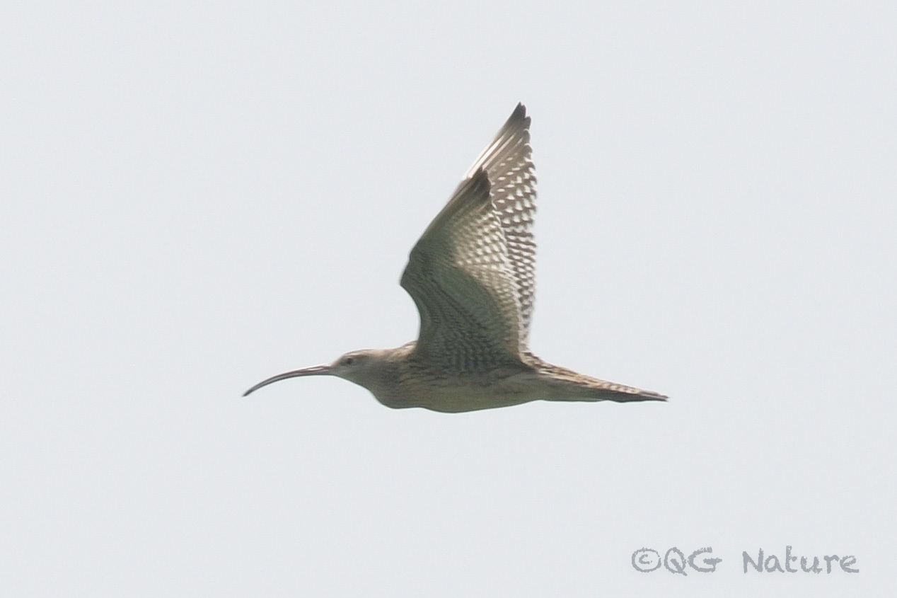 Far Eastern Curlew