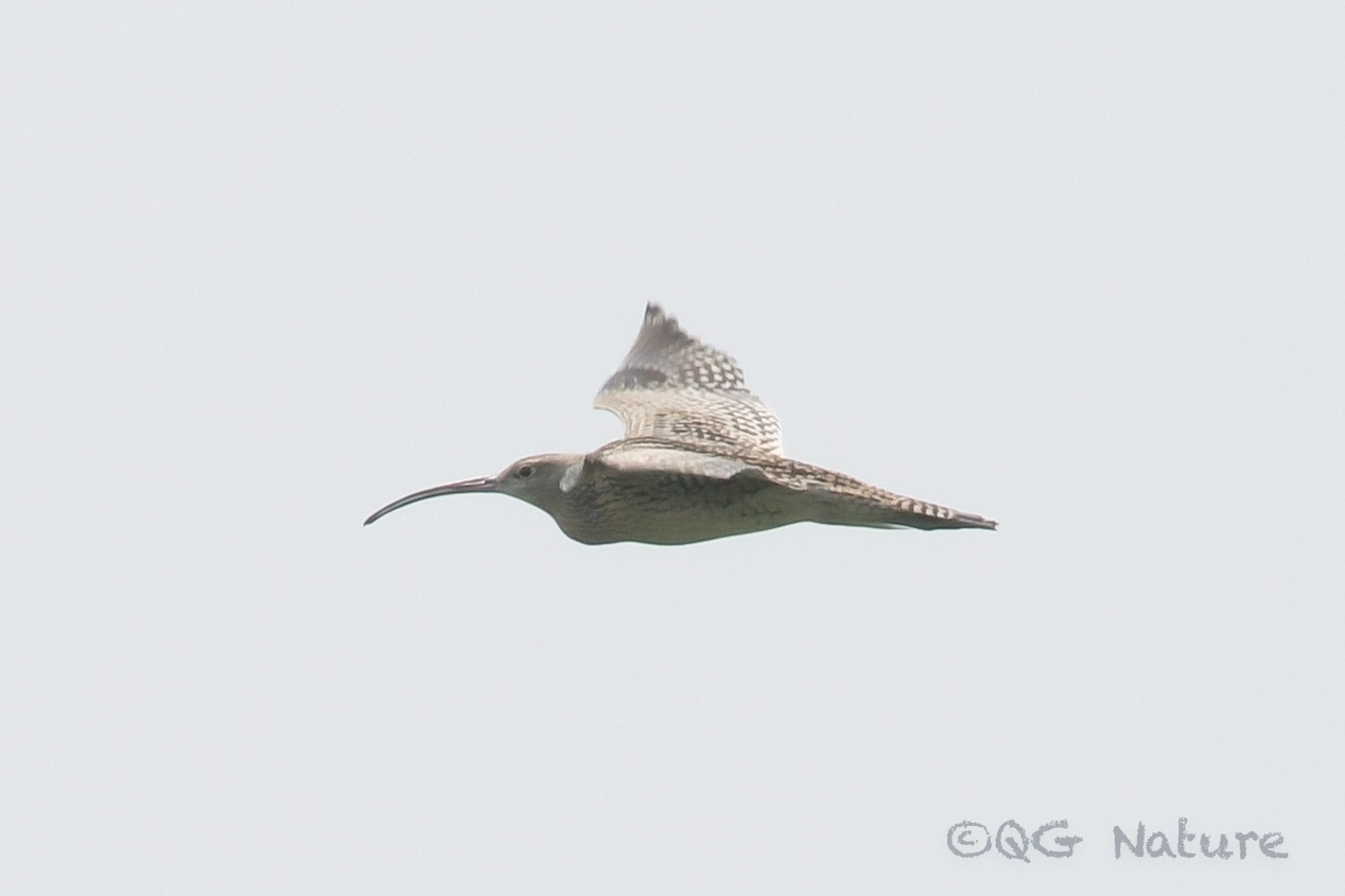 Far Eastern Curlew