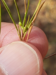 Dichanthelium aciculare
