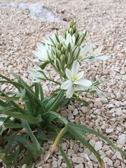 Ornithogalum comosum