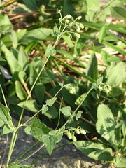 Brickellia grandiflora