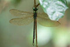 Gynacantha subinterrupta