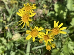 Senecio inaequidens