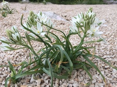 Ornithogalum comosum