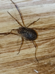 Oligolophinae