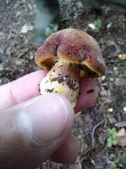 Tricholomopsis rutilans