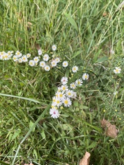 Boltonia asteroides
