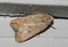 Caradrina montana