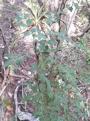 Berberis swaseyi