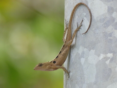 Anolis cupreus