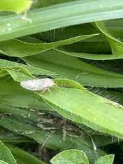 Curtara insularis