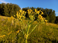 Senecio doria