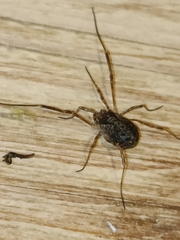 Oligolophinae