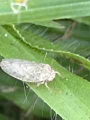 Curtara insularis