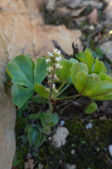 Crassula tomentosa