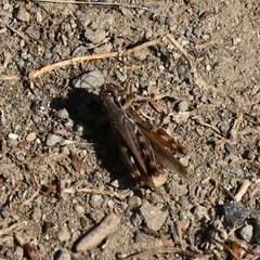 Melanoplus sanguinipes
