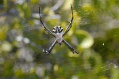 Argiope argentata