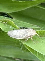 Curtara insularis
