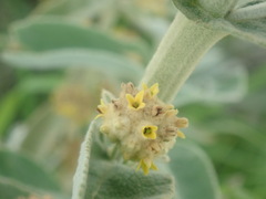 Buddleja