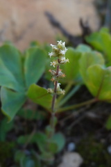 Crassula tomentosa