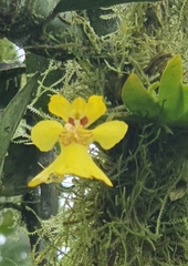 Erycina