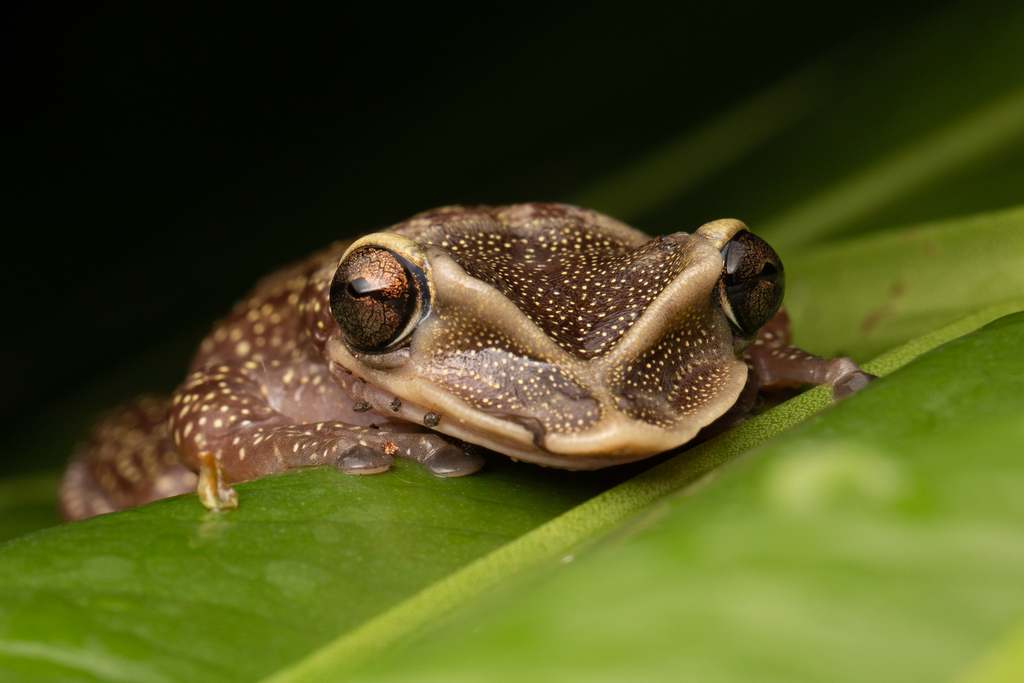 Yucatecan Casque-Headed Treefrog