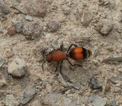 Dasymutilla bioculata