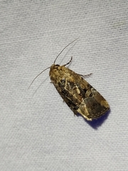 Elaphria chalcedonia