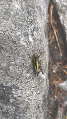 Booneacris glacialis