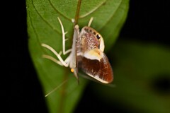 Opisthoxia