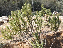 Gomphocarpus cancellatus