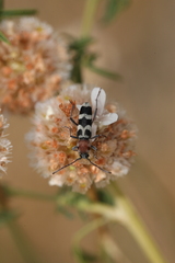 Chlorophorus trifasciatus