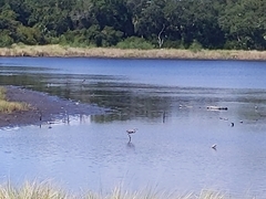 Egretta rufescens