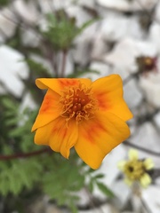 Tagetes lunulata
