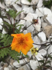 Tagetes lunulata