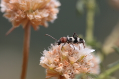 Chlorophorus trifasciatus