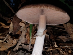 Agaricus sylvaticus