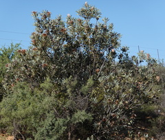 Protea laurifolia