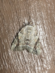 Catocala maestosa