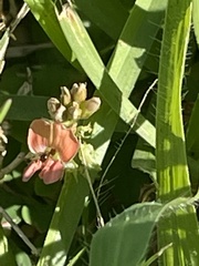 Indigofera spicata