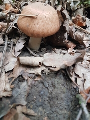Agaricus sylvaticus
