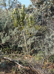 Gomphocarpus cancellatus
