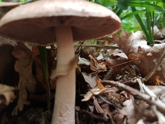 Agaricus sylvaticus