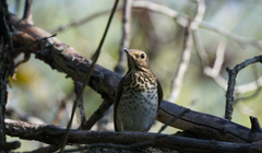 Catharus ustulatus