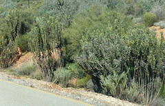 Gomphocarpus cancellatus