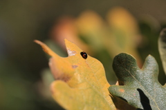 Exochomus quadripustulatus