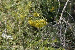 Xylothamia diffusa