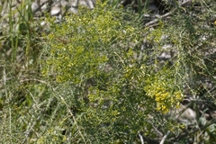 Xylothamia diffusa